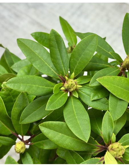 Różanecznik Izabela Czartoryska