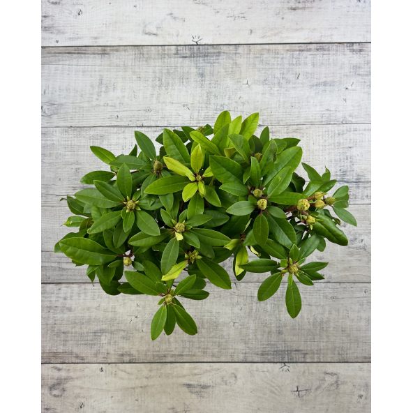 Różanecznik Izabela Czartoryska