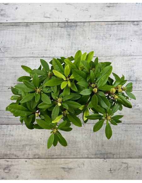 Różanecznik Izabela Czartoryska