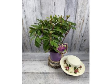 Różanecznik Izabela Czartoryska 2