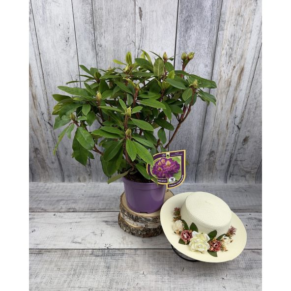 Różanecznik Izabela Czartoryska