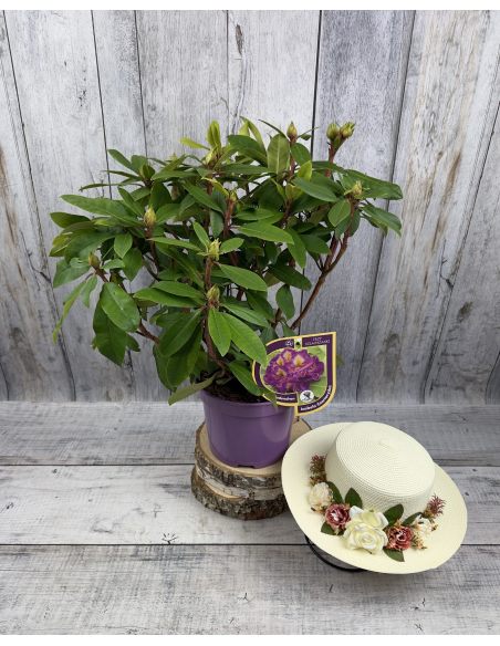 Różanecznik Izabela Czartoryska