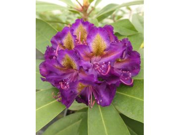 Różanecznik Izabela Czartoryska