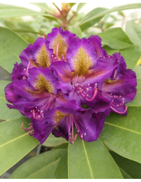 Różanecznik Izabela Czartoryska