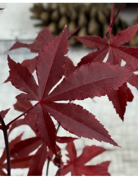 'Atropurpureum' - klon palmowy
Acer palmatum 'Atropurpureum'