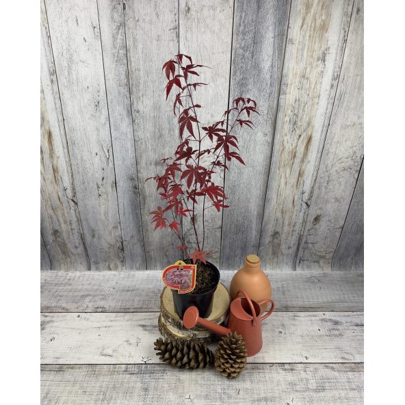 'Atropurpureum' - klon palmowy
Acer palmatum 'Atropurpureum'