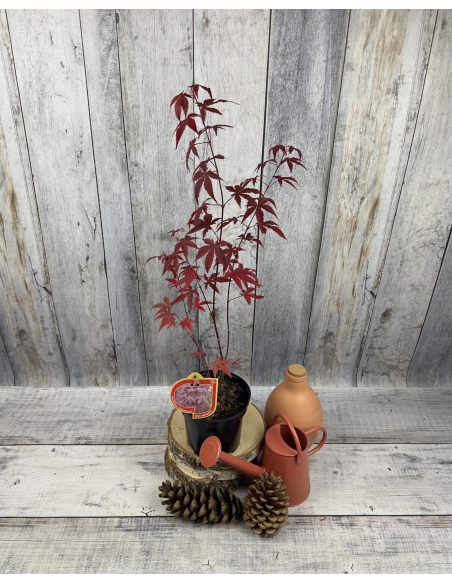 'Atropurpureum' - klon palmowy
Acer palmatum 'Atropurpureum'