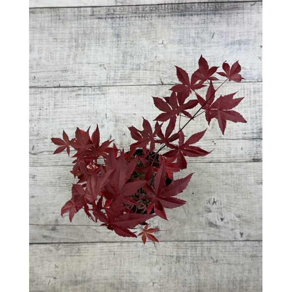 'Atropurpureum' - klon palmowy
Acer palmatum 'Atropurpureum'