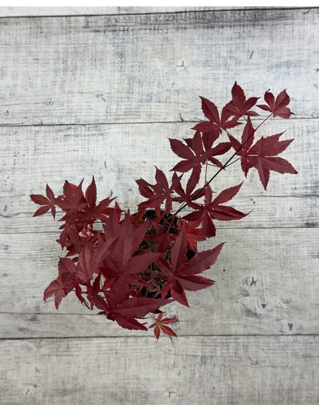 'Atropurpureum' - klon palmowy
Acer palmatum 'Atropurpureum'