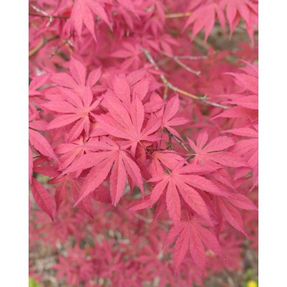 'Atropurpureum' - klon palmowy
Acer palmatum 'Atropurpureum'