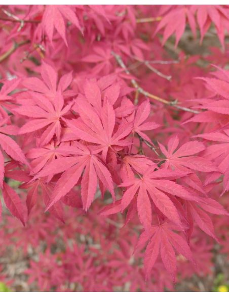 'Atropurpureum' - klon palmowy
Acer palmatum 'Atropurpureum'