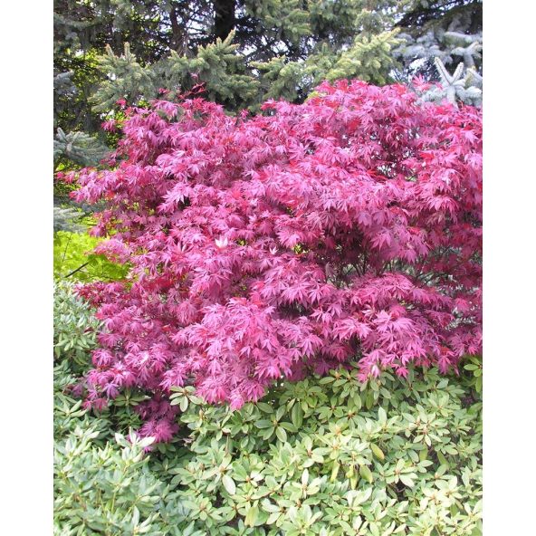 'Atropurpureum' - klon palmowy
Acer palmatum 'Atropurpureum'