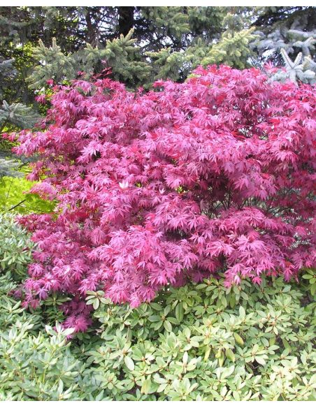 'Atropurpureum' - klon palmowy
Acer palmatum 'Atropurpureum'