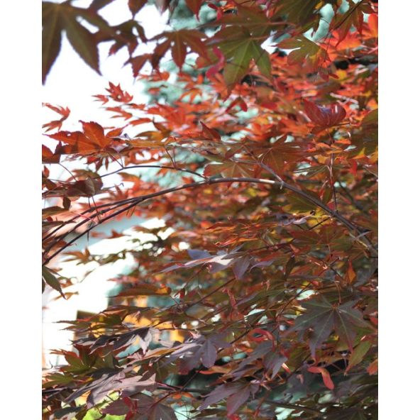 'Atropurpureum' - klon palmowy
Acer palmatum 'Atropurpureum'