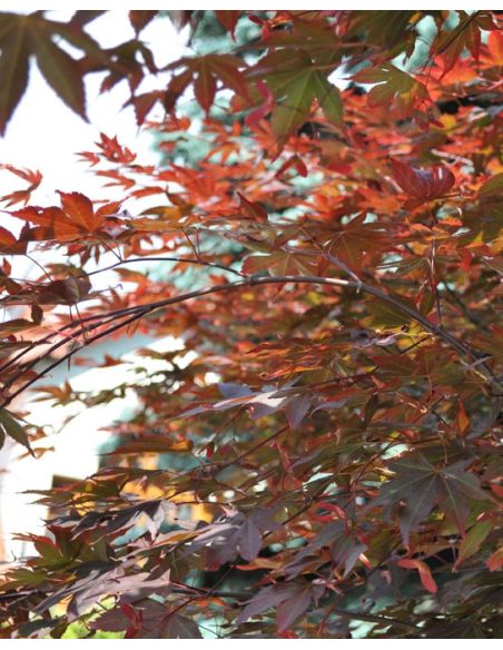 'Atropurpureum' - klon palmowy
Acer palmatum 'Atropurpureum'