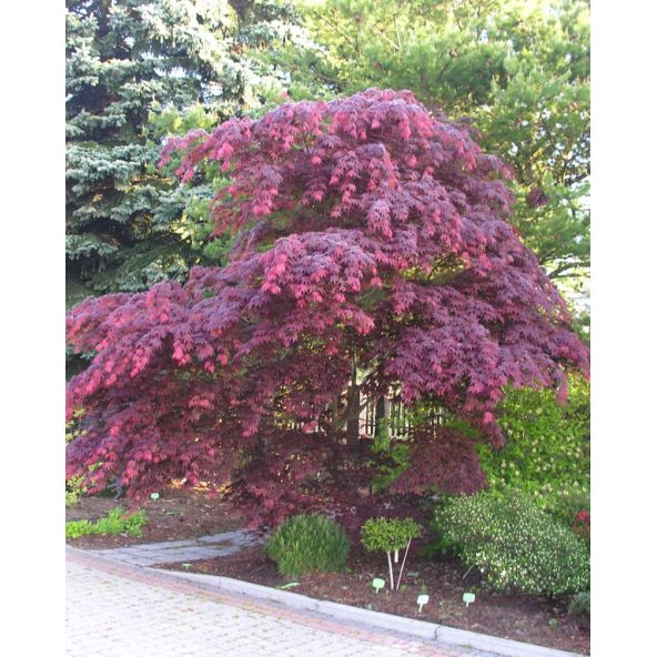 'Atropurpureum' - klon palmowy
Acer palmatum 'Atropurpureum'