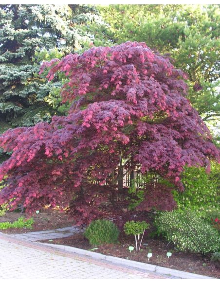 'Atropurpureum' - klon palmowy
Acer palmatum 'Atropurpureum'