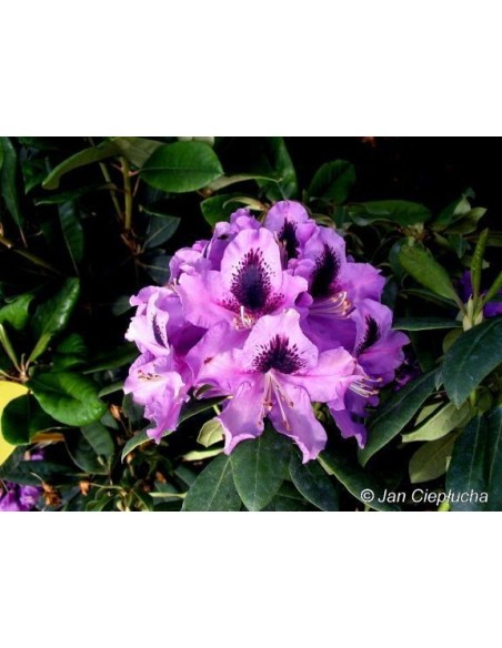 Różanecznik Rasputin