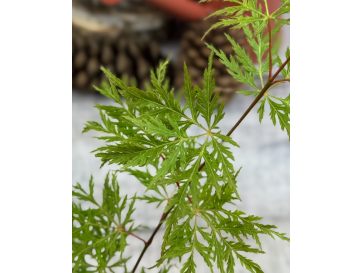 'Emerald Lace' - klon palmowy
Acer palmatum 'Emerald Lace'