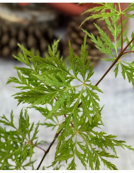 'Emerald Lace' - klon palmowy
Acer palmatum 'Emerald Lace'