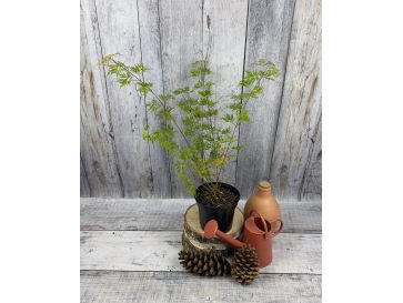 'Emerald Lace' - klon palmowy
Acer palmatum 'Emerald Lace' 2