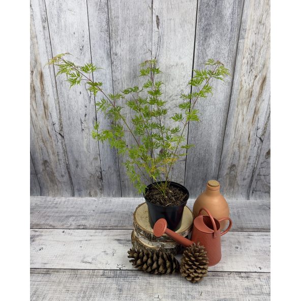 'Emerald Lace' - klon palmowy
Acer palmatum 'Emerald Lace'