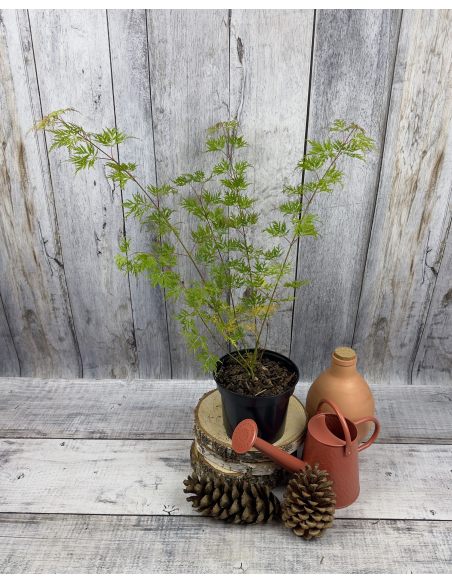 'Emerald Lace' - klon palmowy
Acer palmatum 'Emerald Lace'