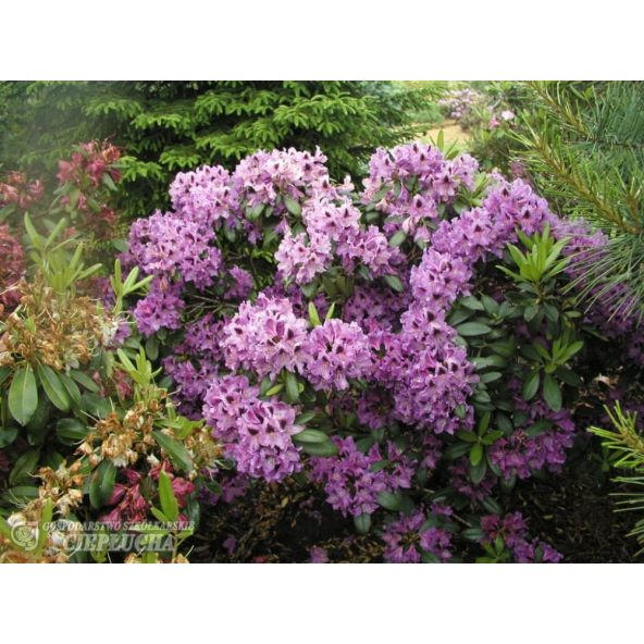 Różanecznik Rasputin