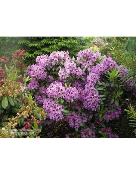 Różanecznik Rasputin