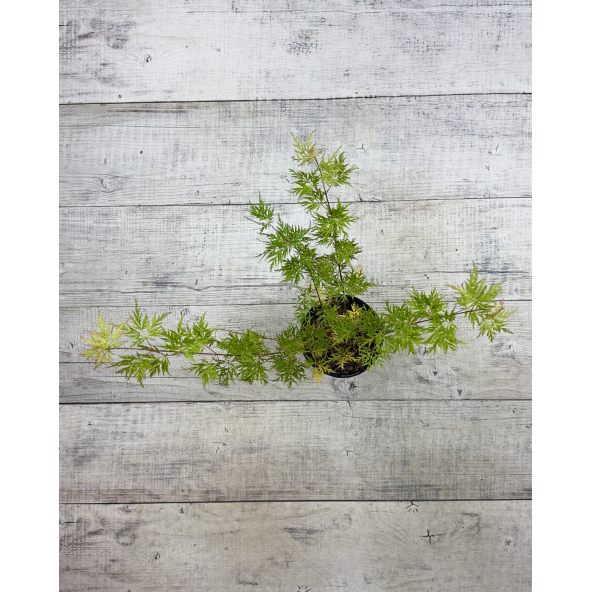 'Emerald Lace' - klon palmowy
Acer palmatum 'Emerald Lace'