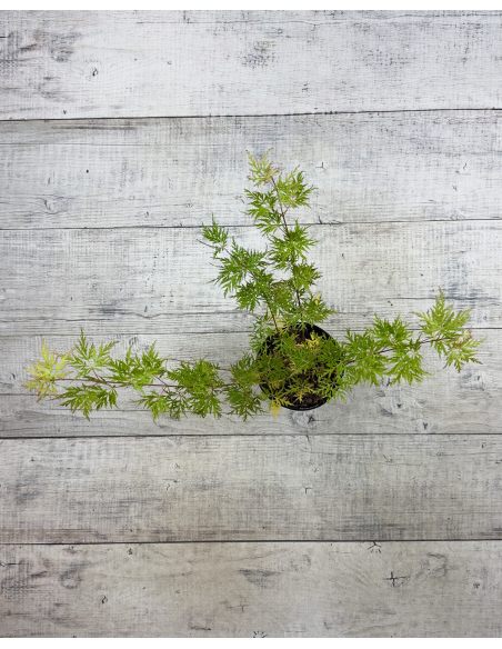 'Emerald Lace' - klon palmowy
Acer palmatum 'Emerald Lace'