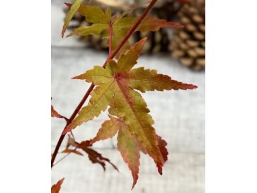 'Katsura' - klon palmowy
Acer palmatum 'Katsura'