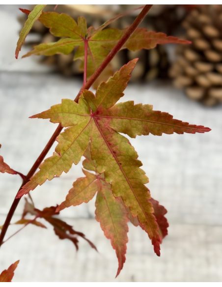 'Katsura' - klon palmowy
Acer palmatum 'Katsura'
