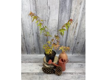 'Katsura' - klon palmowy
Acer palmatum 'Katsura' 2