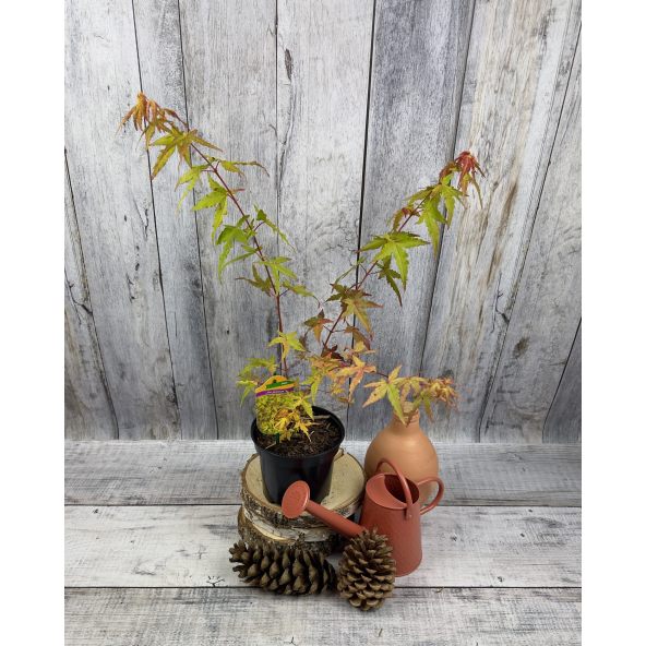 'Katsura' - klon palmowy
Acer palmatum 'Katsura'