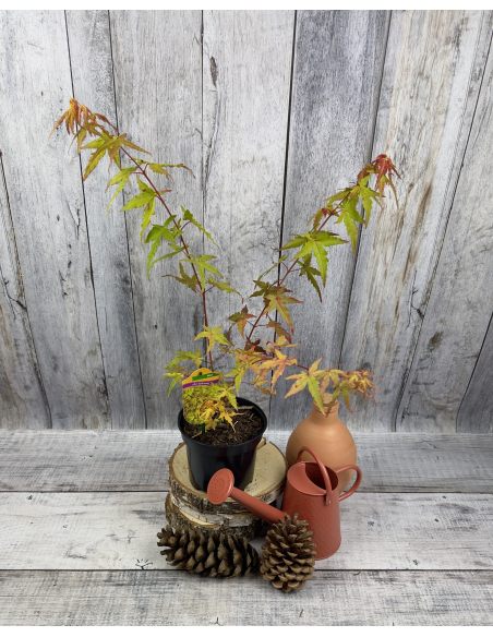 'Katsura' - klon palmowy
Acer palmatum 'Katsura'