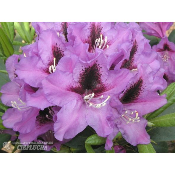 Różanecznik Rasputin