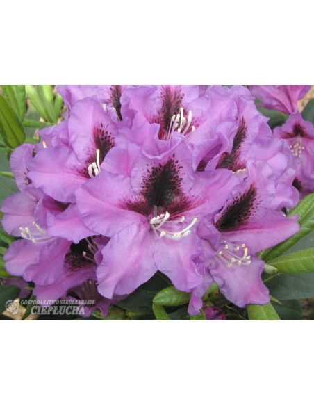 Różanecznik Rasputin