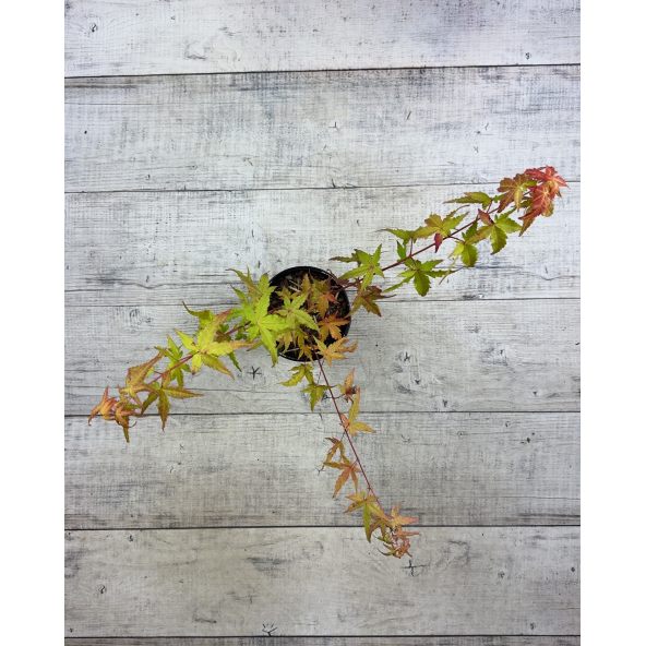 'Katsura' - klon palmowy
Acer palmatum 'Katsura'