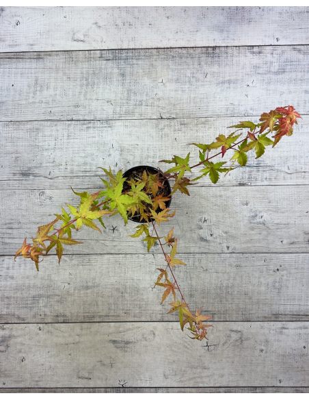 'Katsura' - klon palmowy
Acer palmatum 'Katsura'