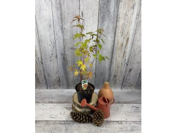 'Sangokaku' - klon palmowy
Acer palmatum 'Sangokaku' 2