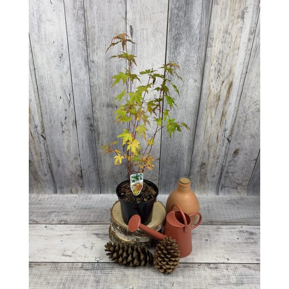 'Sangokaku' - klon palmowy
Acer palmatum 'Sangokaku'