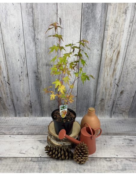 'Sangokaku' - klon palmowy
Acer palmatum 'Sangokaku'