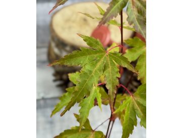 'Sangokaku' - klon palmowy
Acer palmatum 'Sangokaku'