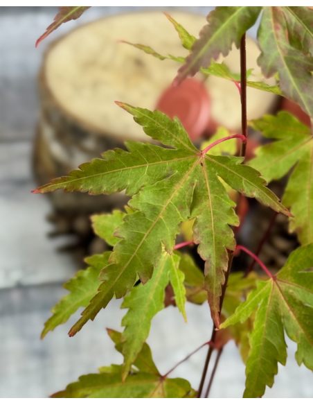 'Sangokaku' - klon palmowy
Acer palmatum 'Sangokaku'