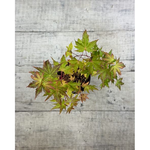 'Sangokaku' - klon palmowy
Acer palmatum 'Sangokaku'