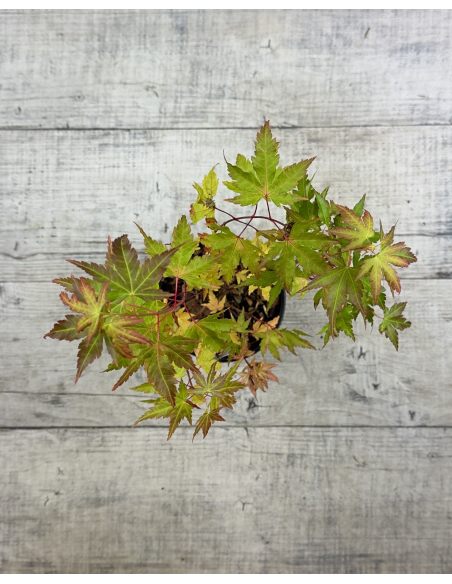 'Sangokaku' - klon palmowy
Acer palmatum 'Sangokaku'