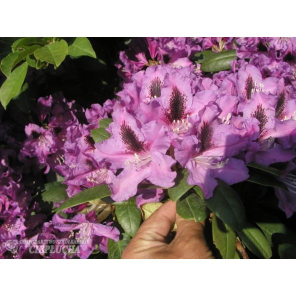 Różanecznik Rasputin