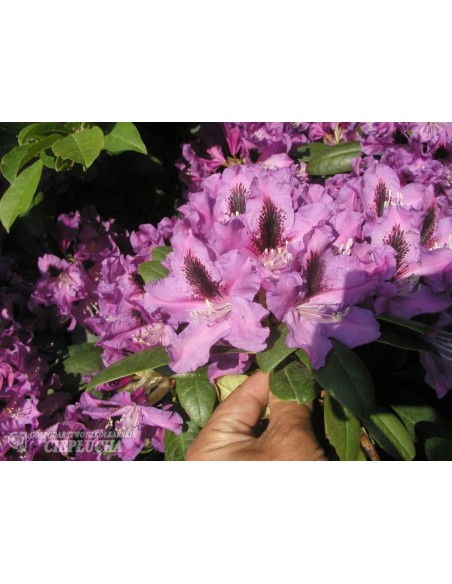 Różanecznik Rasputin