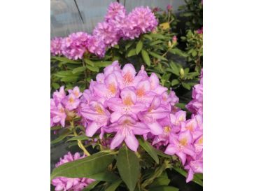 'Becca' - różanecznik wielkokwiatowy
Rhododendron hybridum 'Becca'
('Helsinki University' x 'Blue Bell')